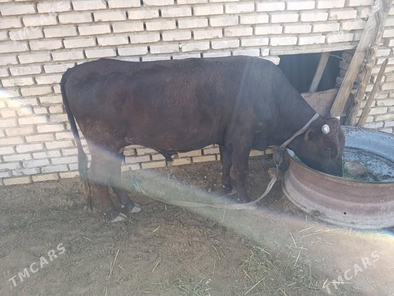 Satlyk öküz - Wekilbazar - img 1