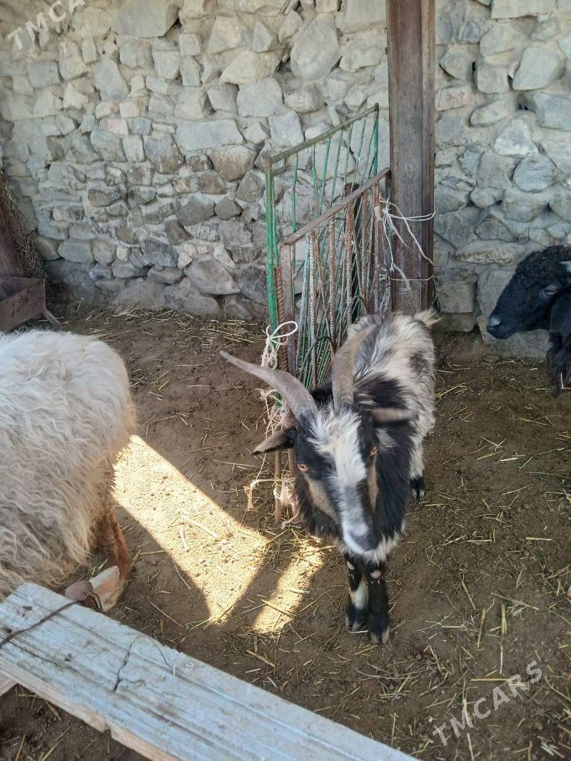 Geçi - Bäherden - img 1