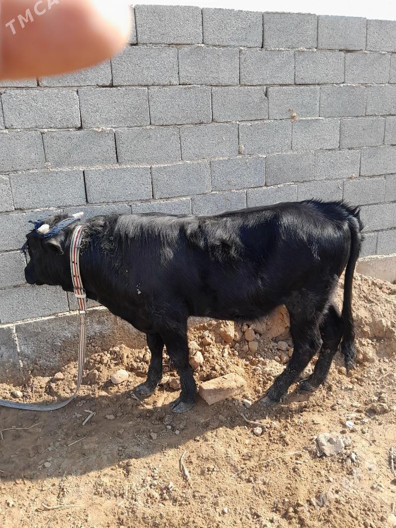 okuz - Tejen - img 1