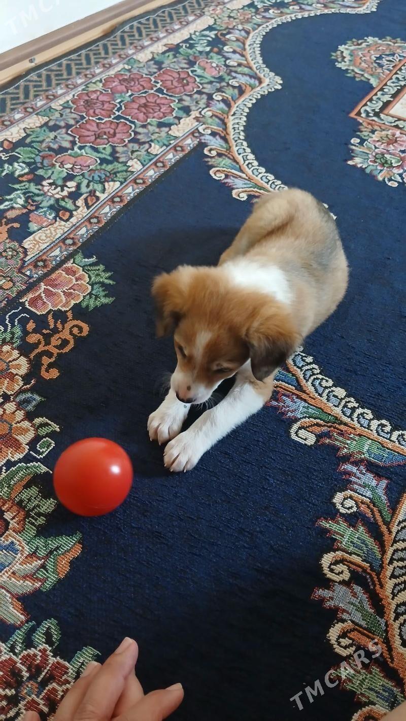 güjijek - Mary - img 1