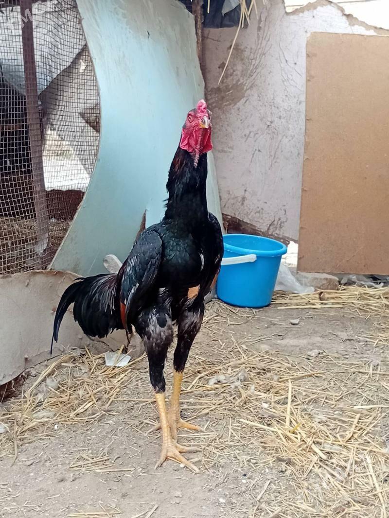 horaz - Çärjew - img 1