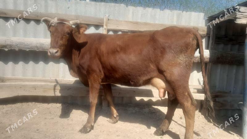 góleli - Wekilbazar - img 1