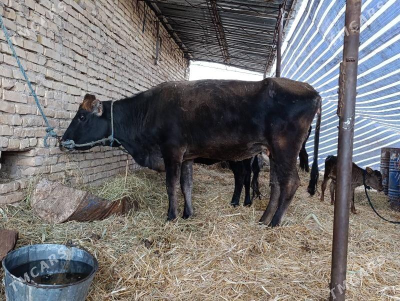 şvet boğaz - Чарджоу - img 1