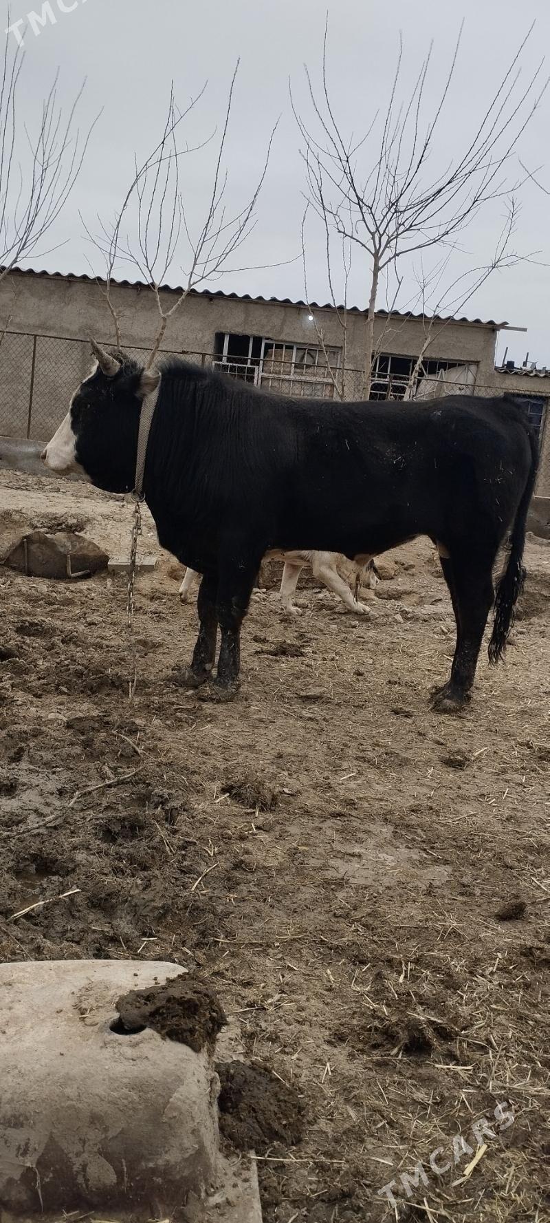 okuz - Gyzylarbat - img 1