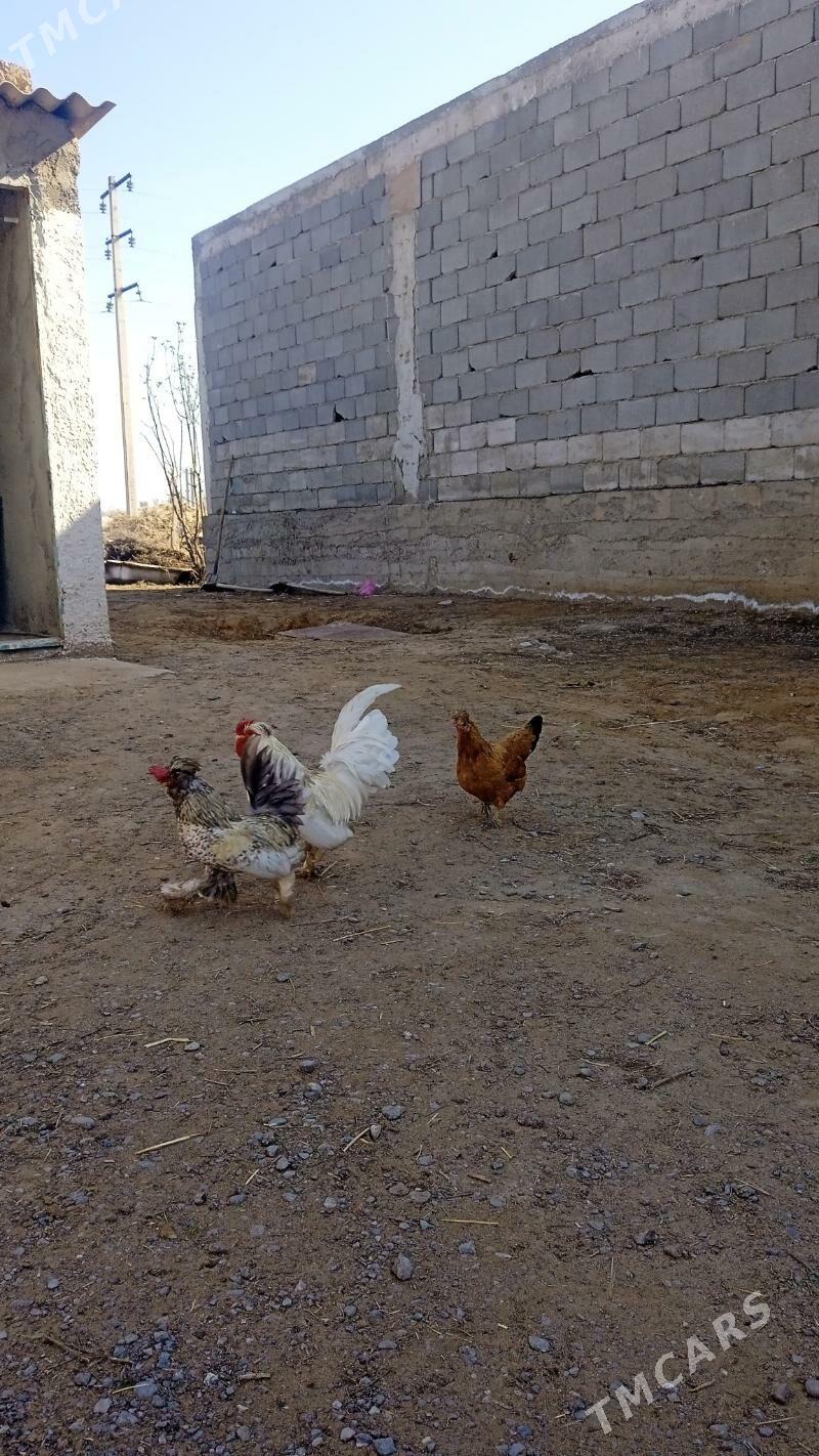 karlik - Чоганлы - img 1