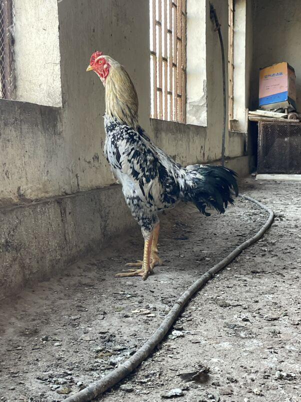 taskent - Ашхабад - img 1