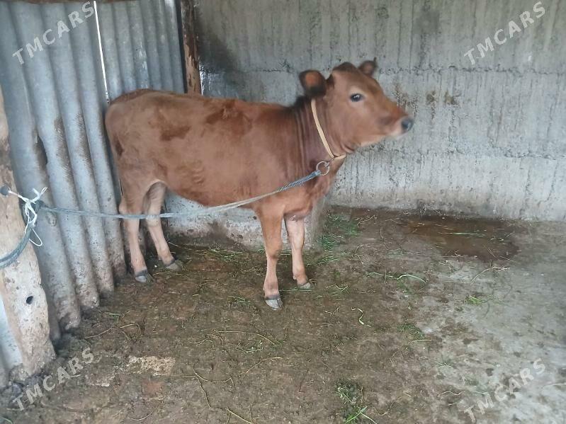 Tüwe - Gökdepe - img 1