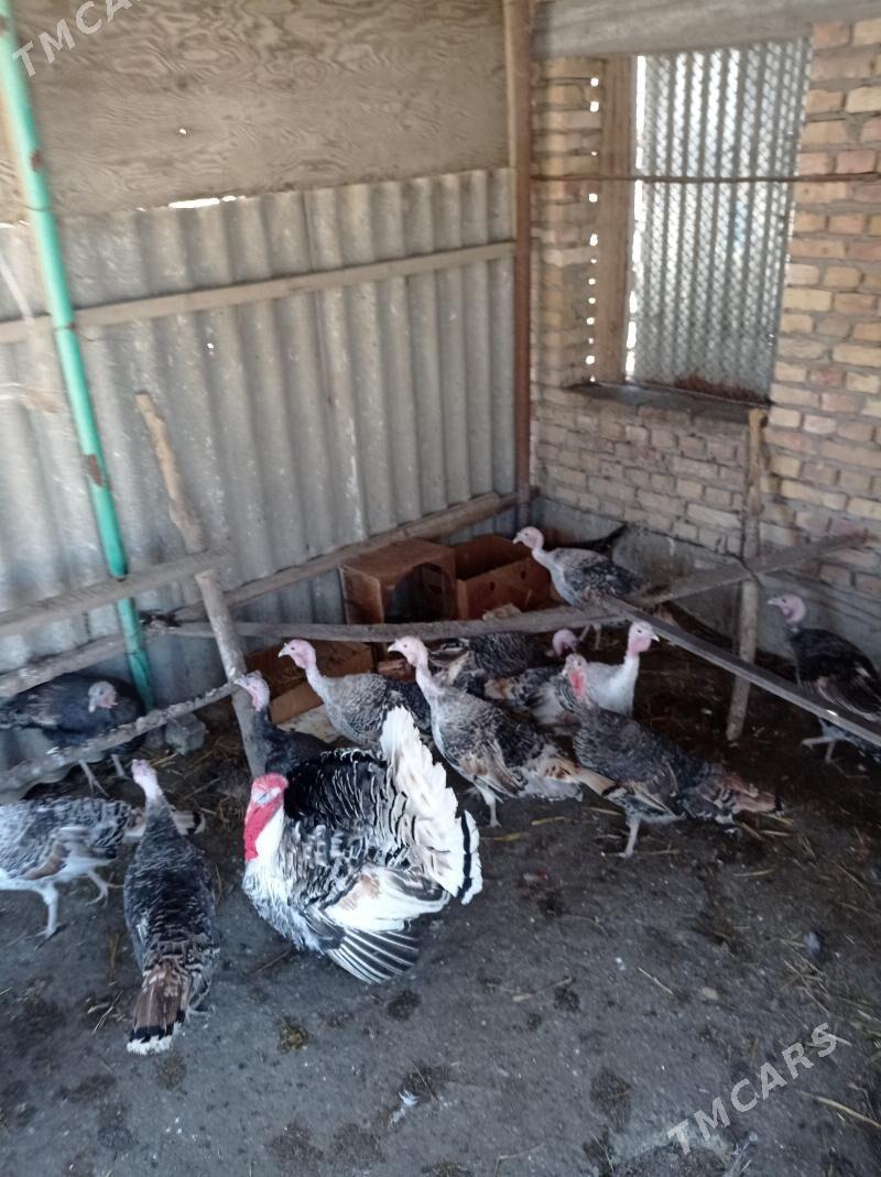 induk - Gökdepe - img 1