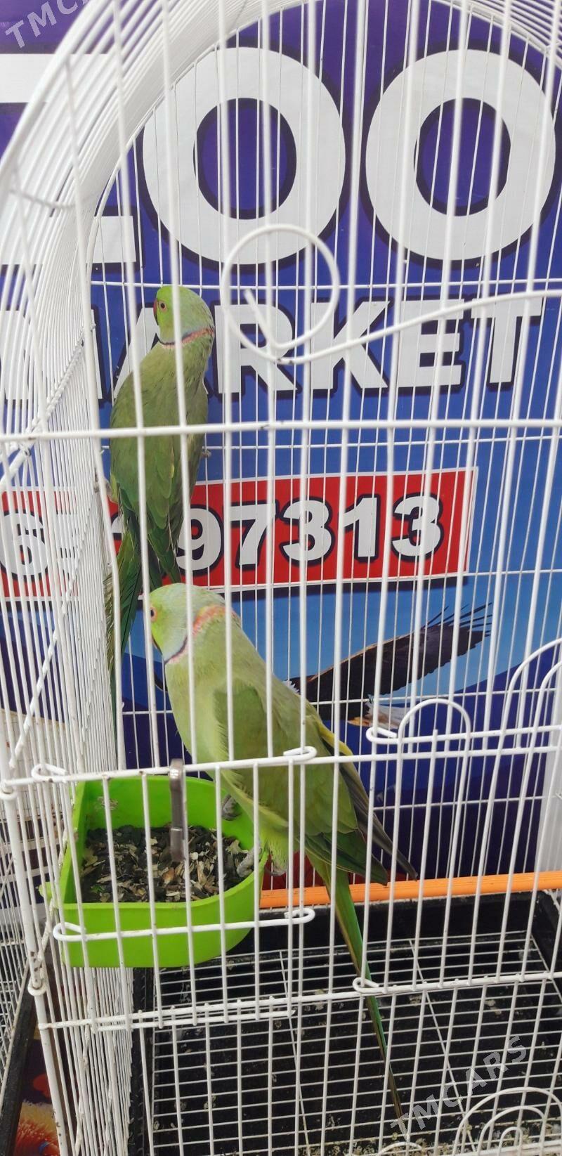 папугай - Балканабат - img 1