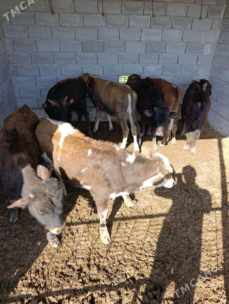 ökuz - Бабадайхан - img 1