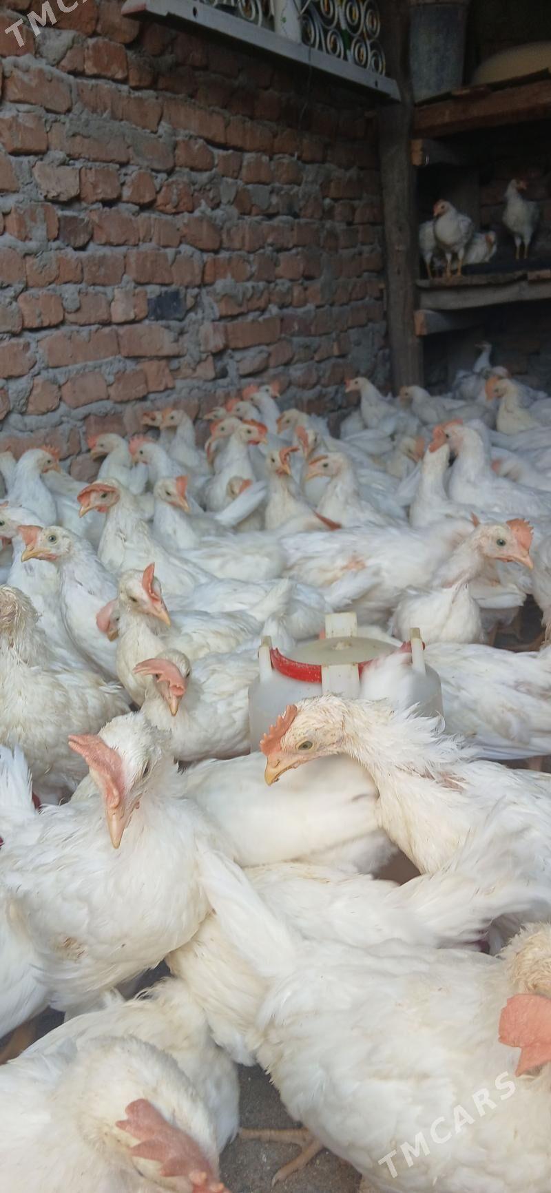 juje - Гёкдепе - img 1