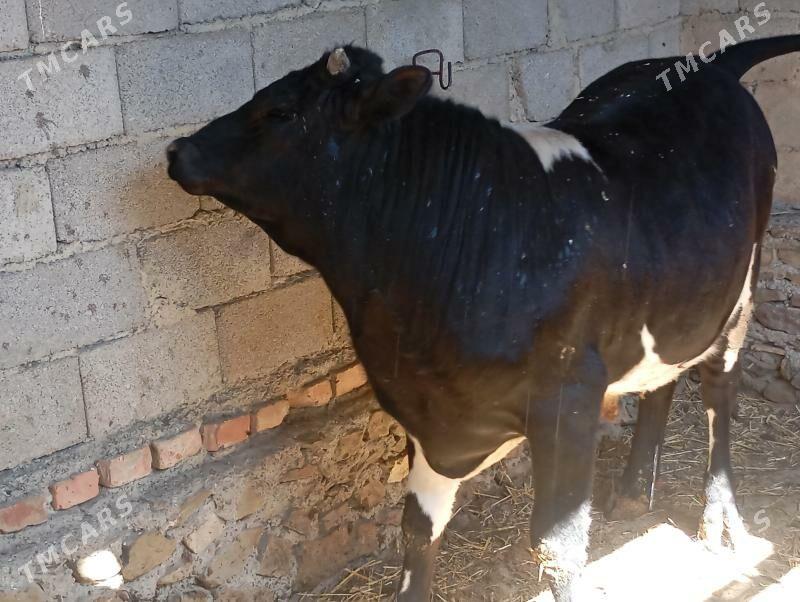 öküz semiz - Берекет - img 1