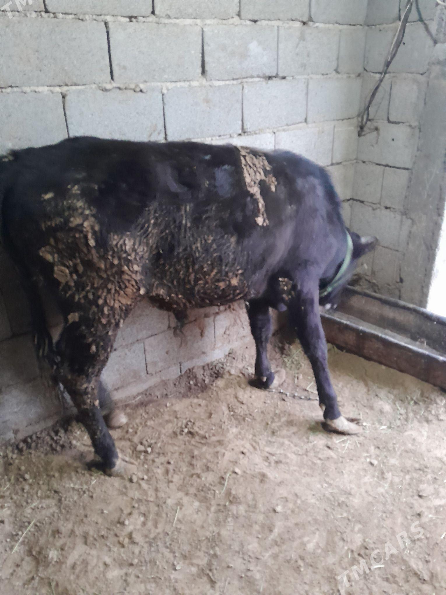 okuz - Tejen - img 1