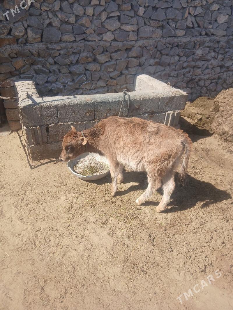 gole - Bäherden - img 1