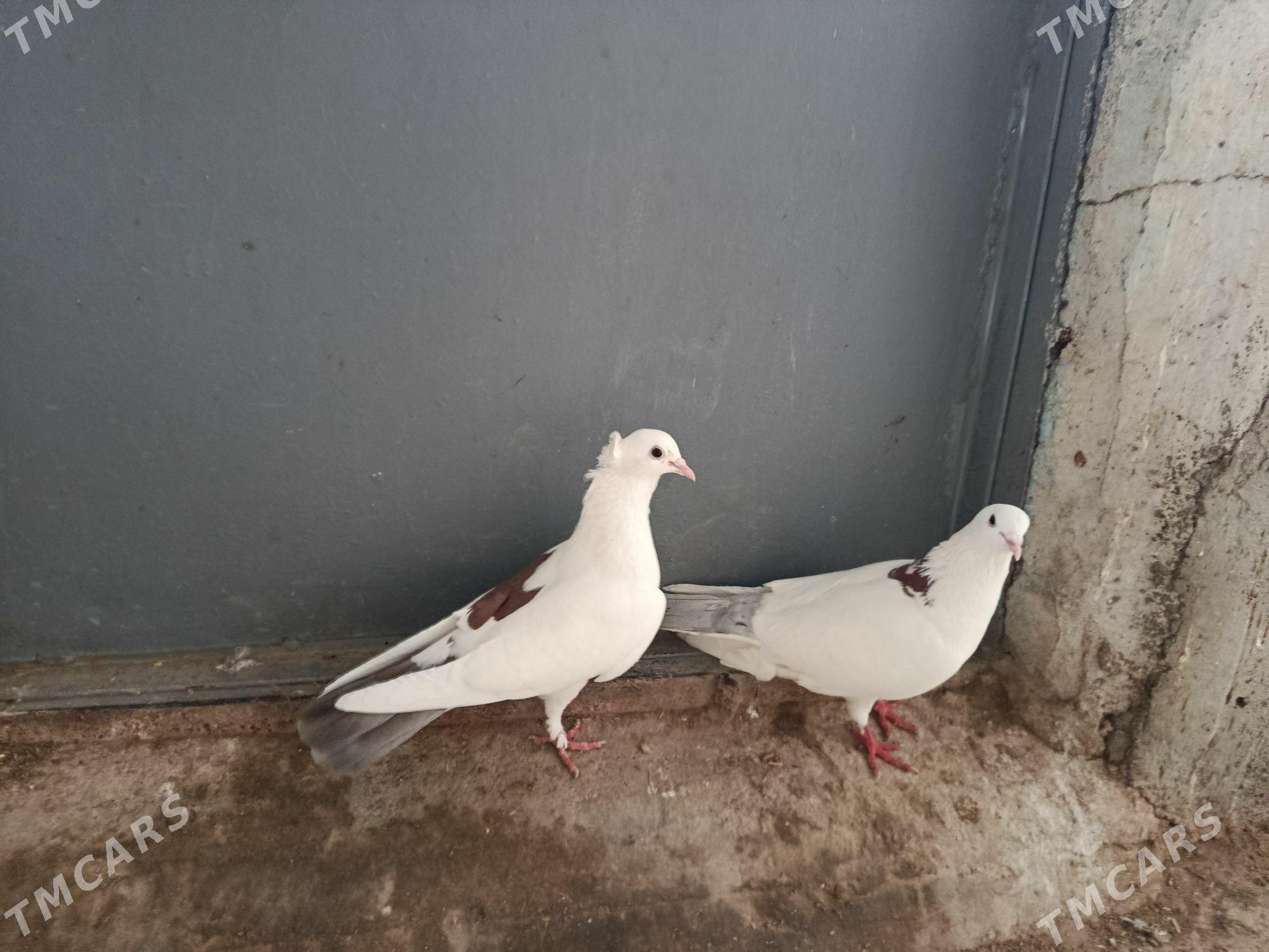 kepderi. - Gyzylarbat - img 1