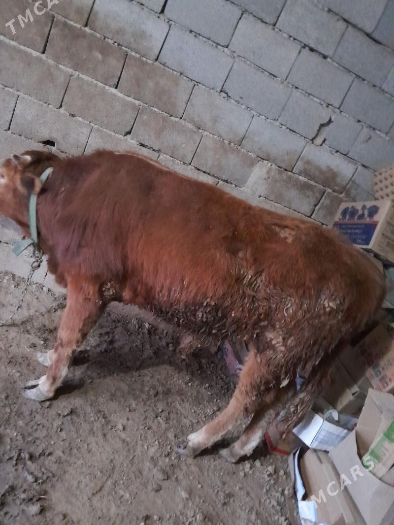 okuz - Теджен - img 1