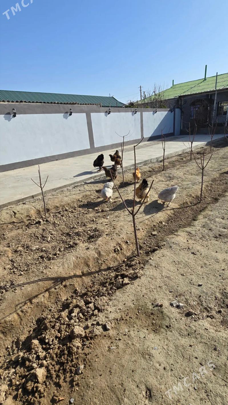 brama yumrutga - Бузмеин - img 1