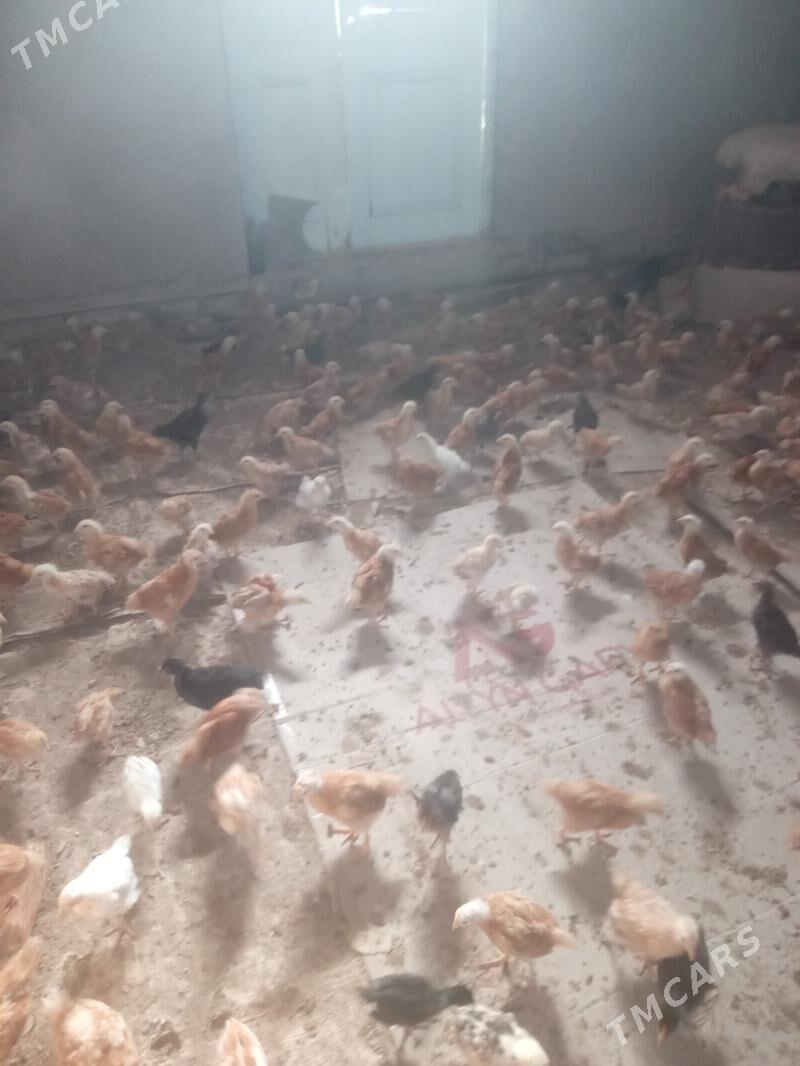 жуже - Дашогуз - img 1