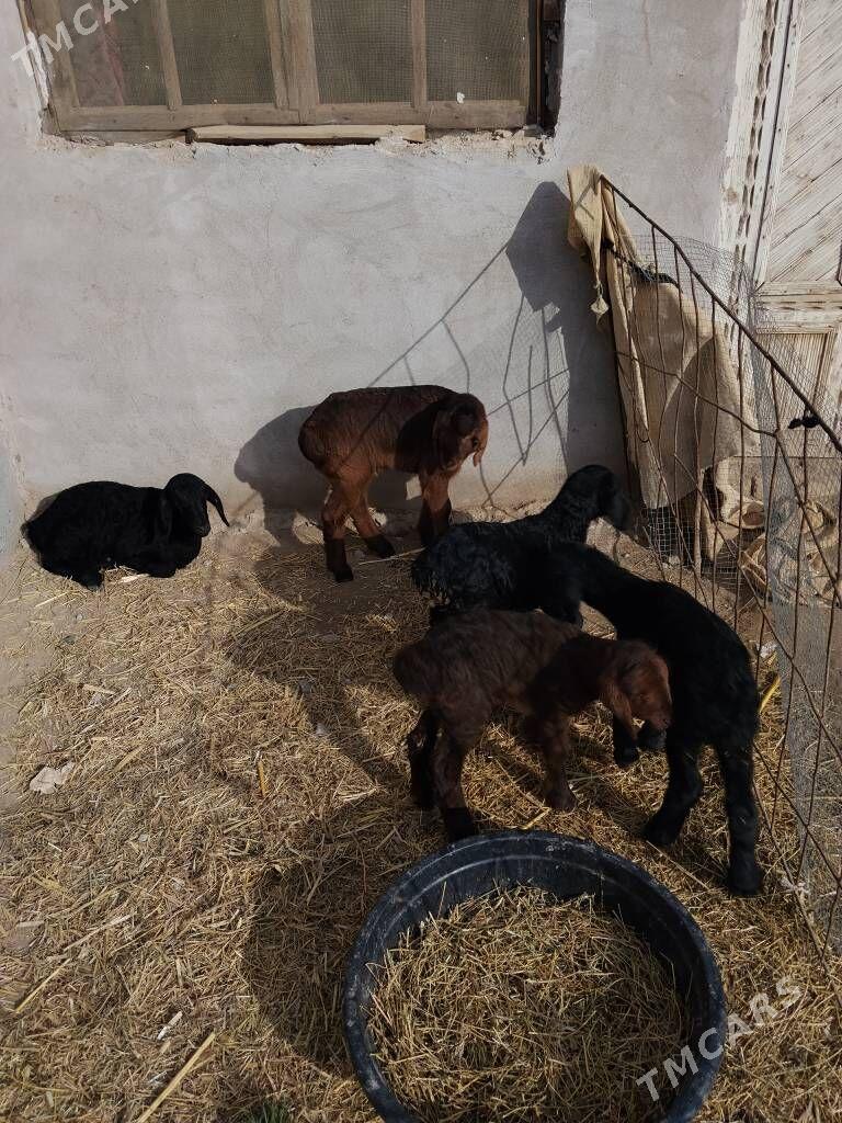 gisar guzy - Дянев - img 1