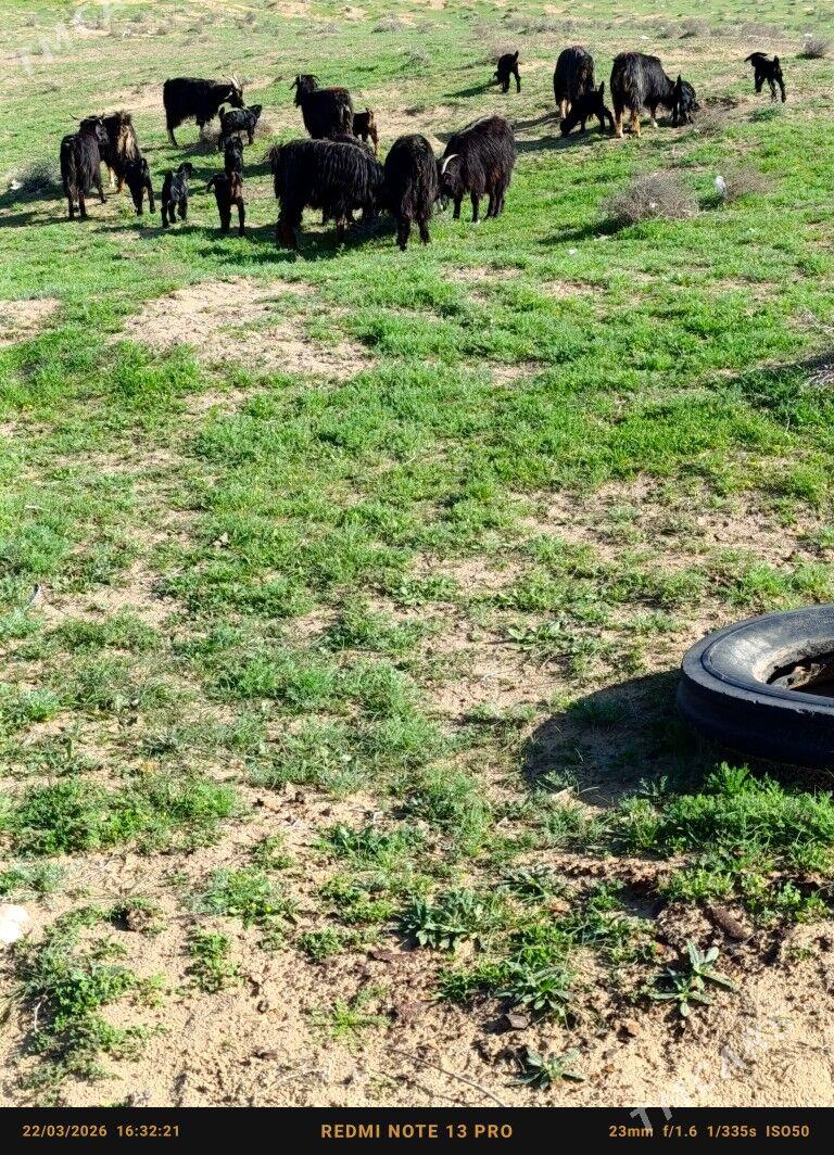 owlakly geci - Чоганлы - img 1