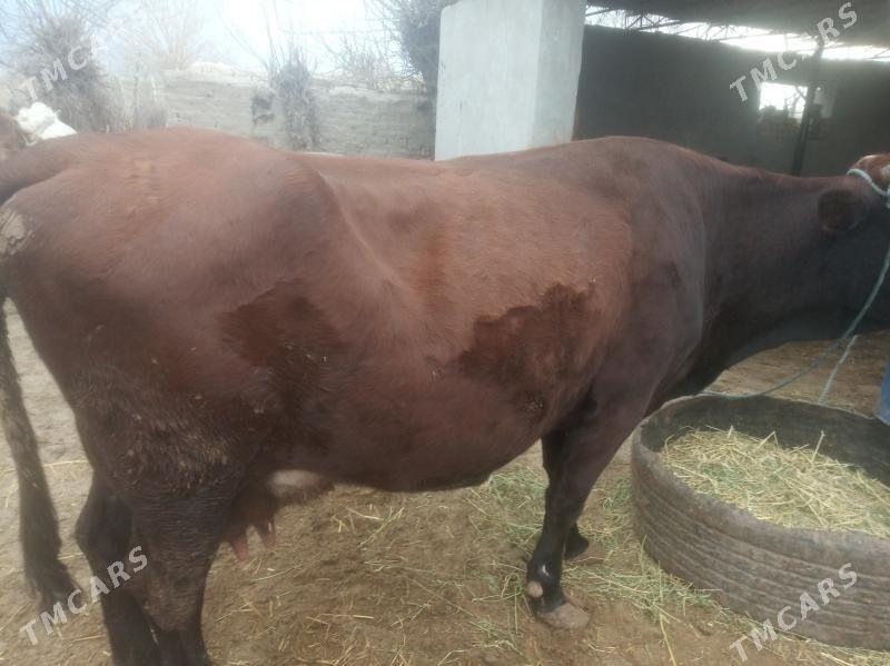 Goleli sygyr - Farap - img 1