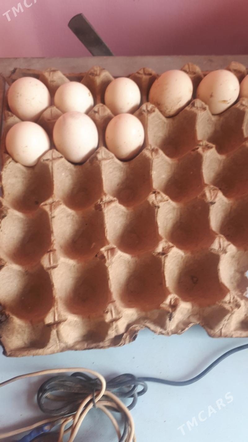 baes tohum - Туркменабат - img 1