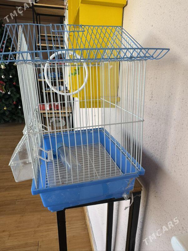 Guş ketek - Täze zaman - img 1