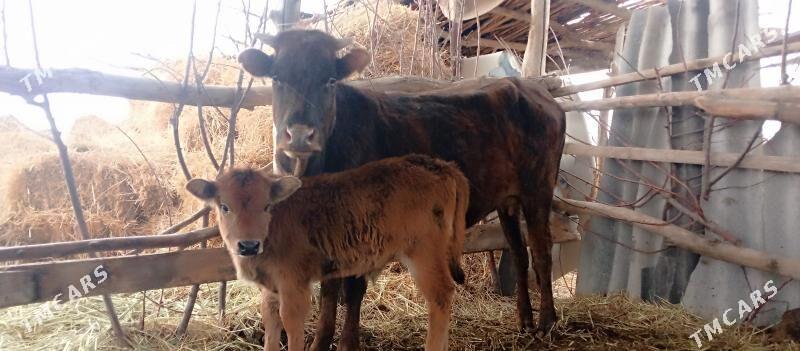 Höjekli inekler - Çärjew - img 1