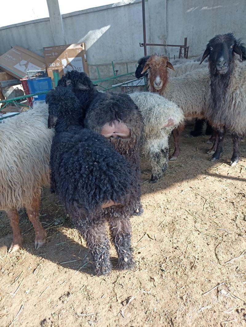 tokly - Garadamak Şor - img 1