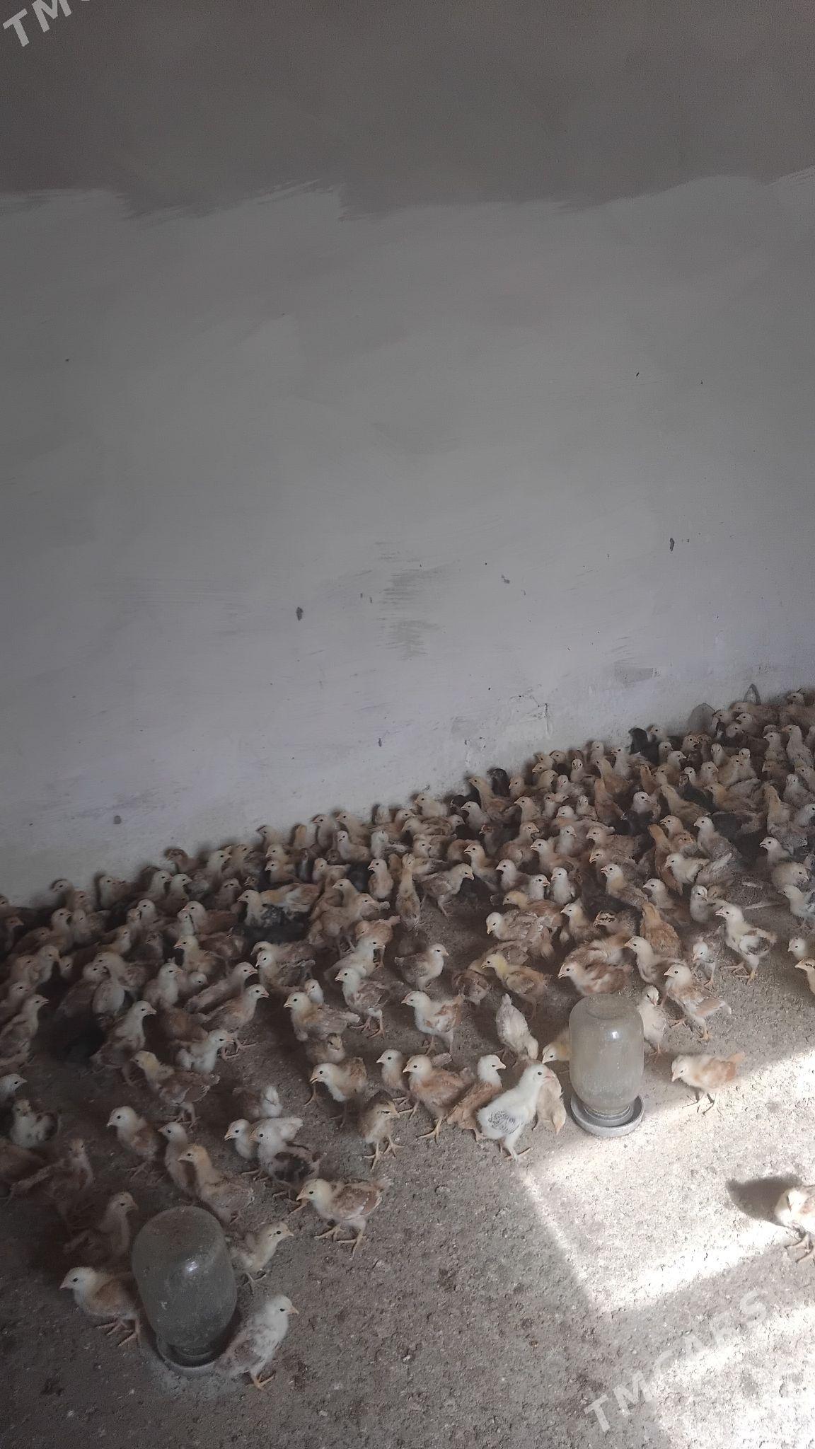 товык жуже - Кака - img 1