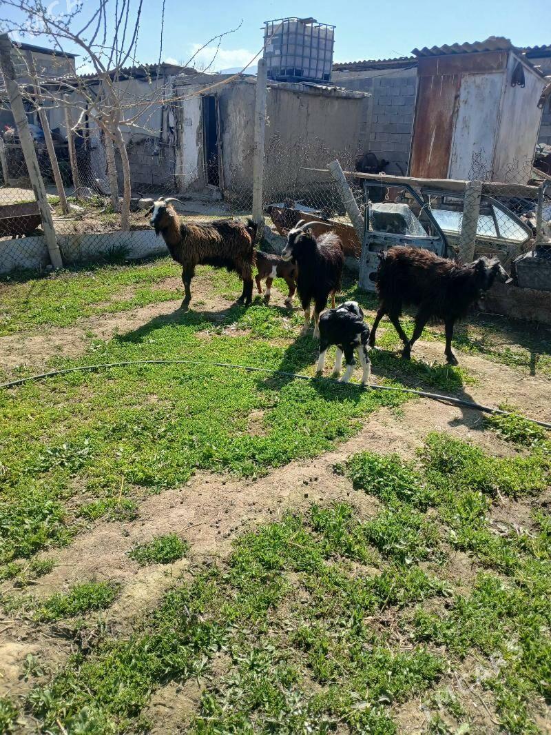 Owlakly geci - Gökdepe - img 1