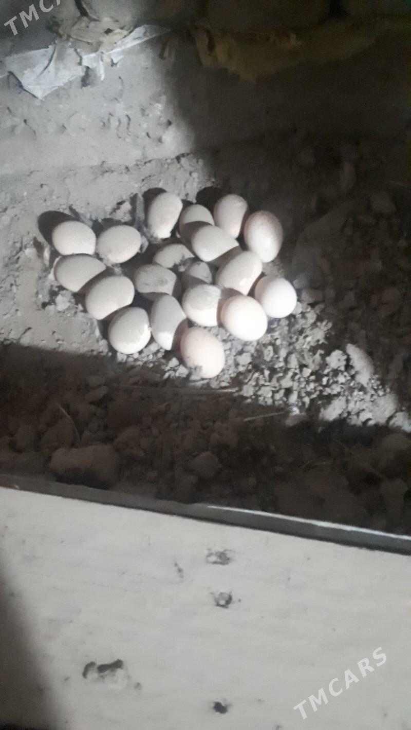 baes tohum satlyk - Türkmenabat - img 1