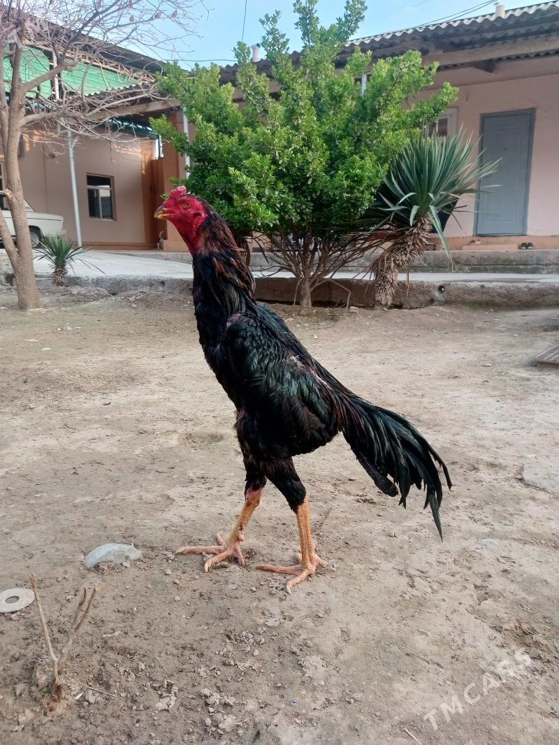 Horaz - Aşgabat - img 1