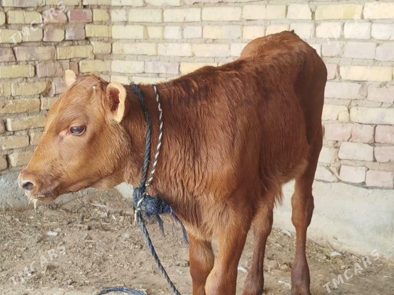 Okiz Golejik - Теджен - img 1