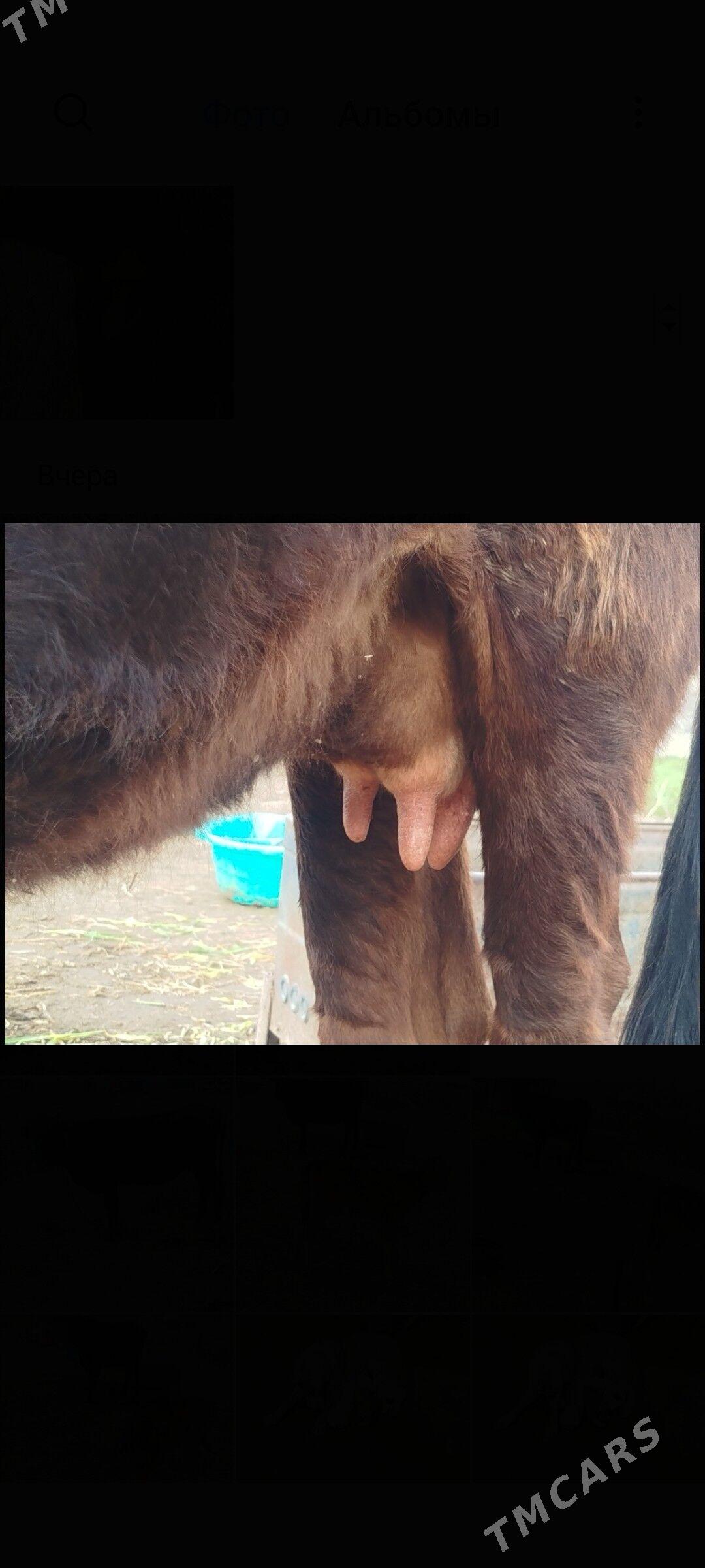 Goleli sygyr - Tejen - img 1