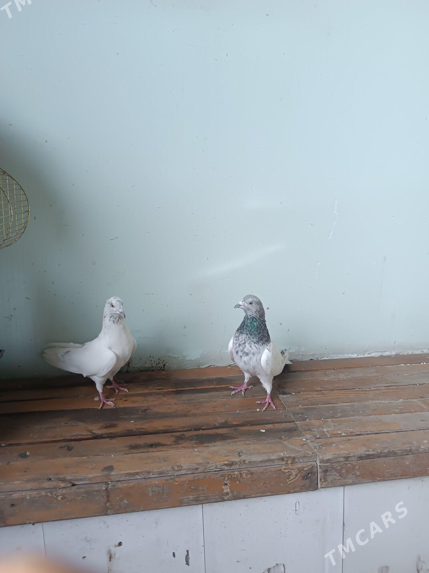 kepteri - Çärjew - img 1