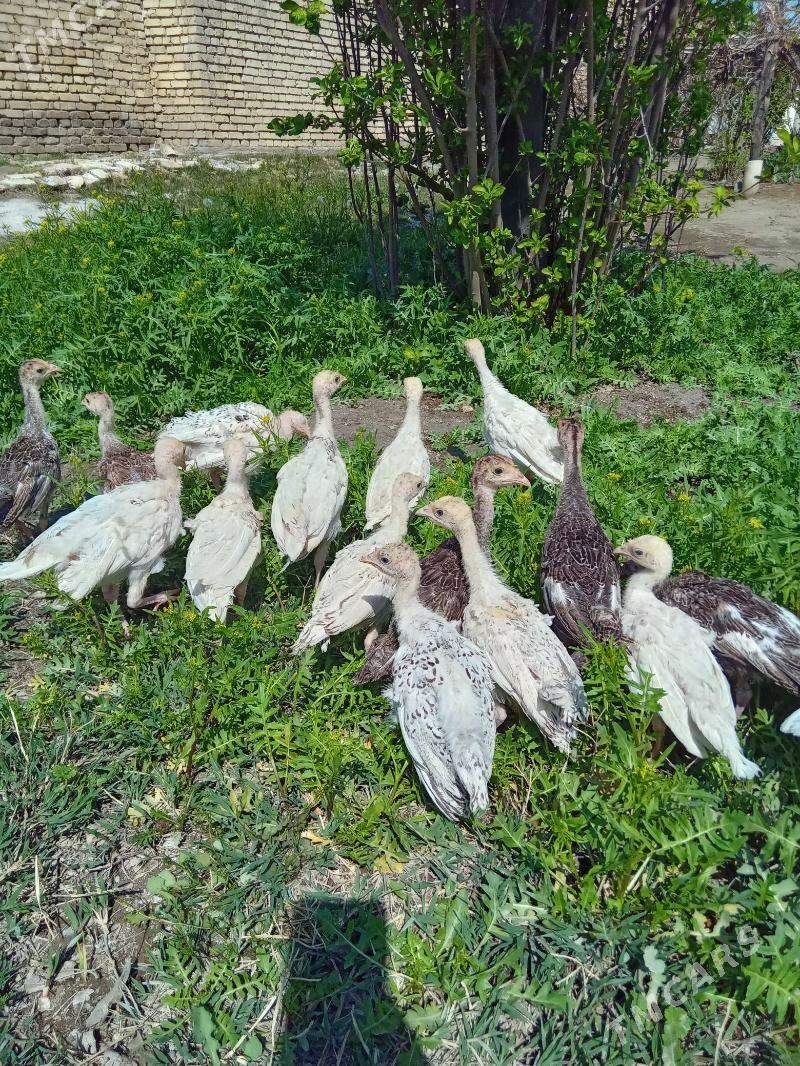 lnduk juje - Mary - img 1