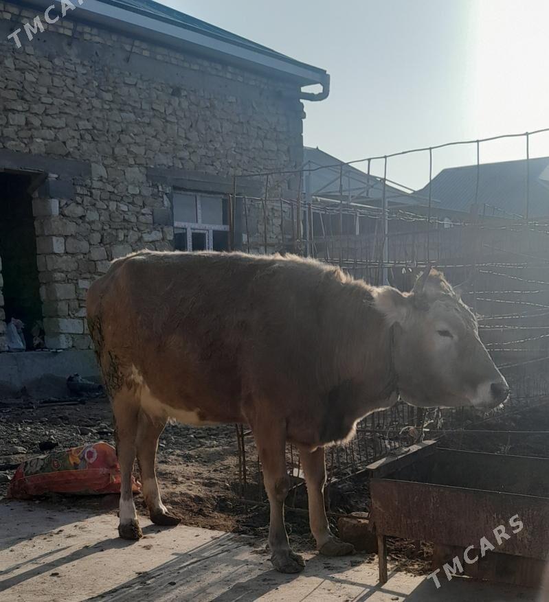 2 sany sygyr bakylan - Gyzylarbat - img 1