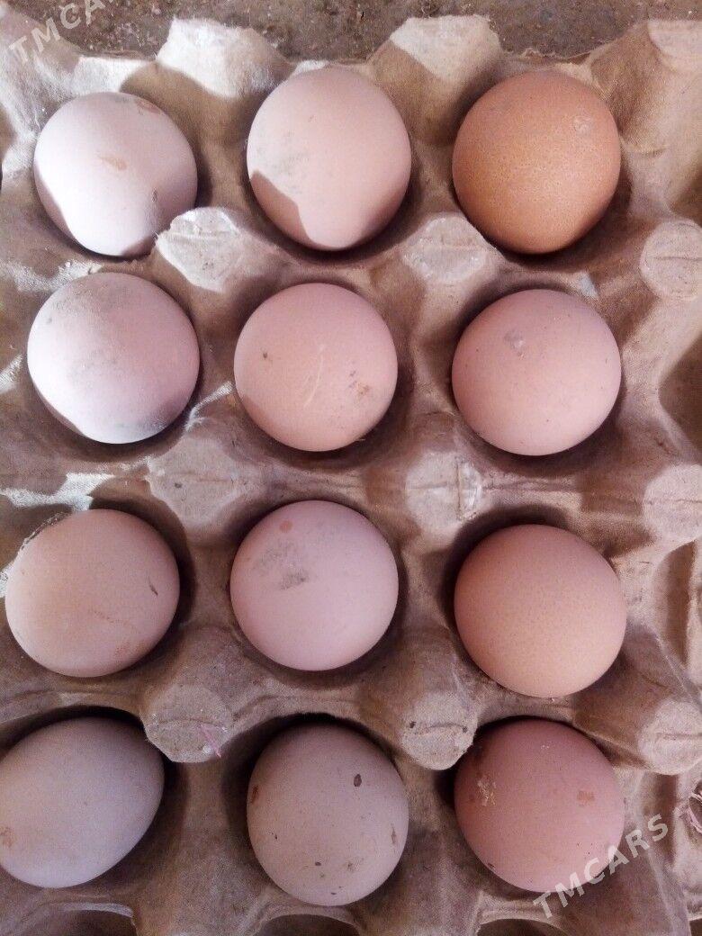 Turaç, Sizarka yumurtga - Bereket - img 1