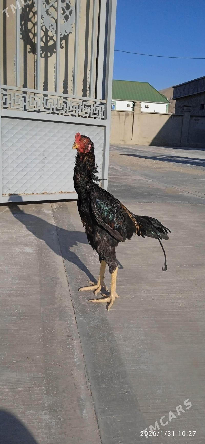 tasgent gysagly - Гызыларбат - img 1