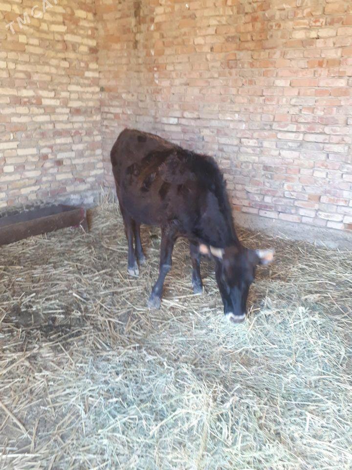 sygyr bogaz - Берекет - img 1