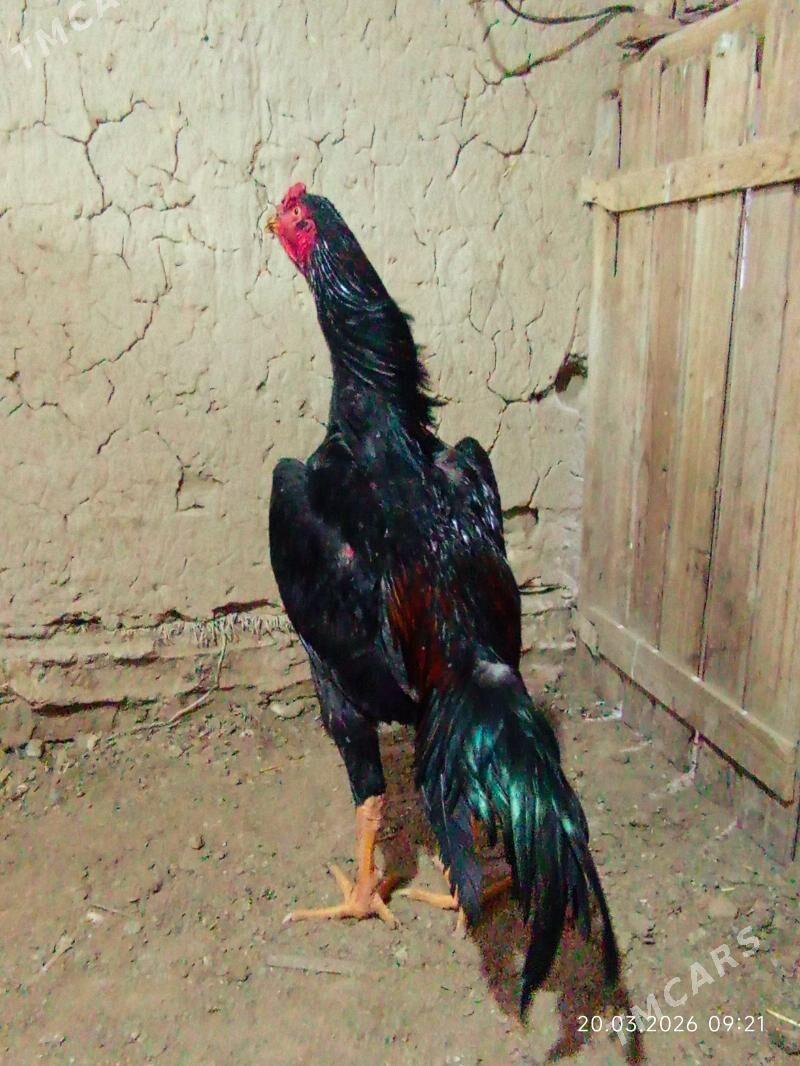 Taşkent horaz - Murgap - img 1