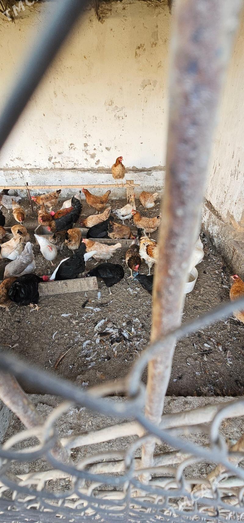 towuk - Чарджоу - img 1