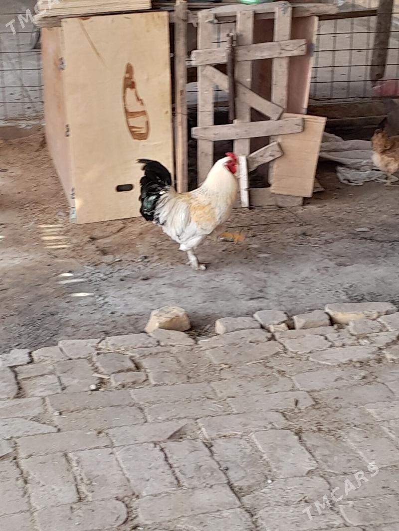 Horaz Towuk - Saýat - img 1