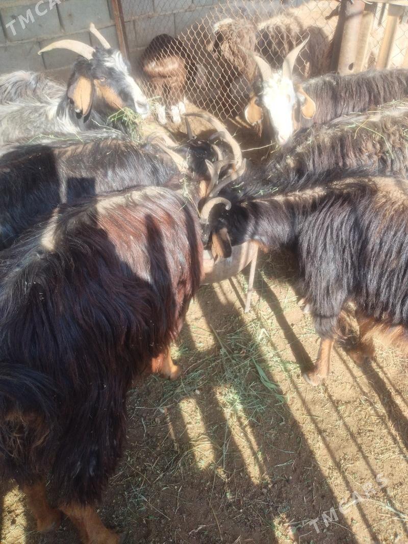 owlakly geçi - Gumdag - img 1