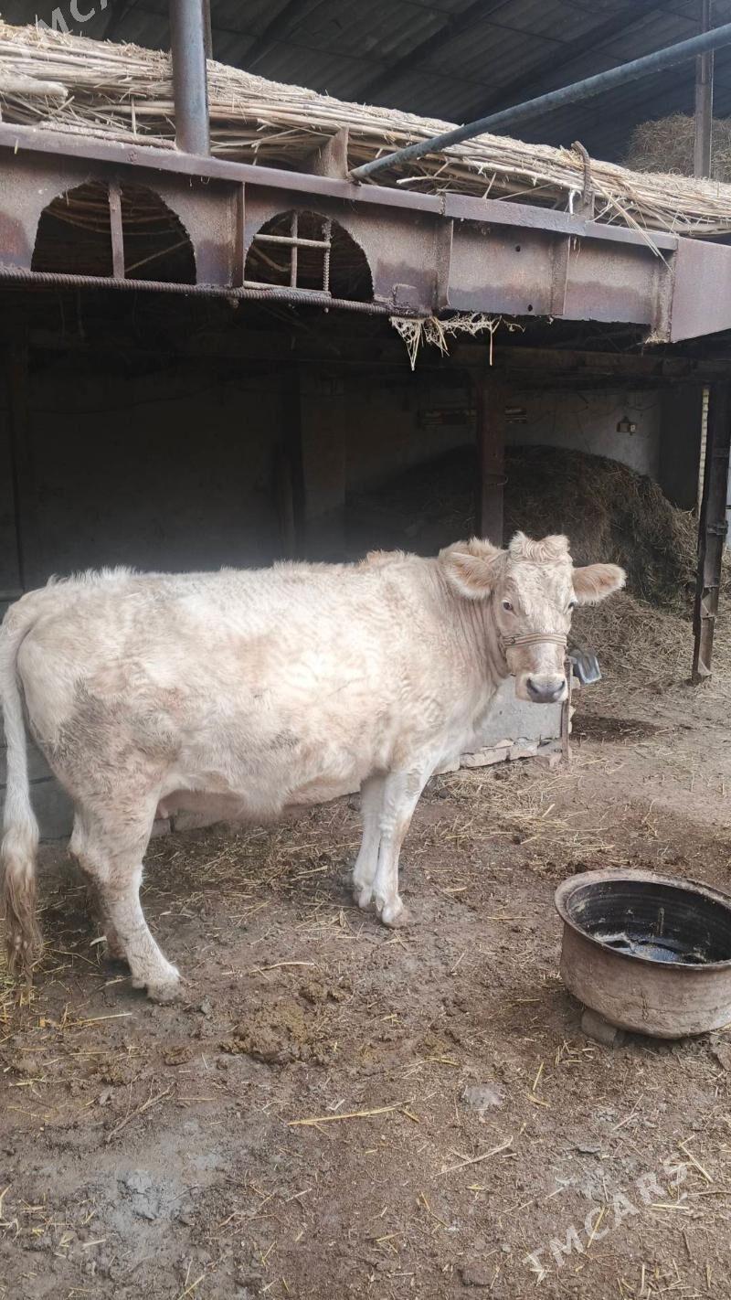 Sygyr - Saýat - img 1