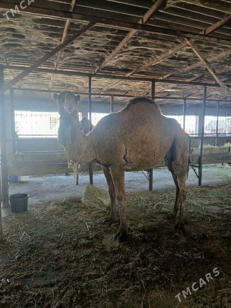 bakyly.duÿe - Гёкдепе - img 1