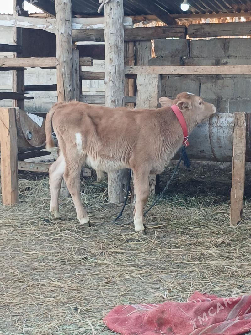 Okuz - Gökdepe - img 1