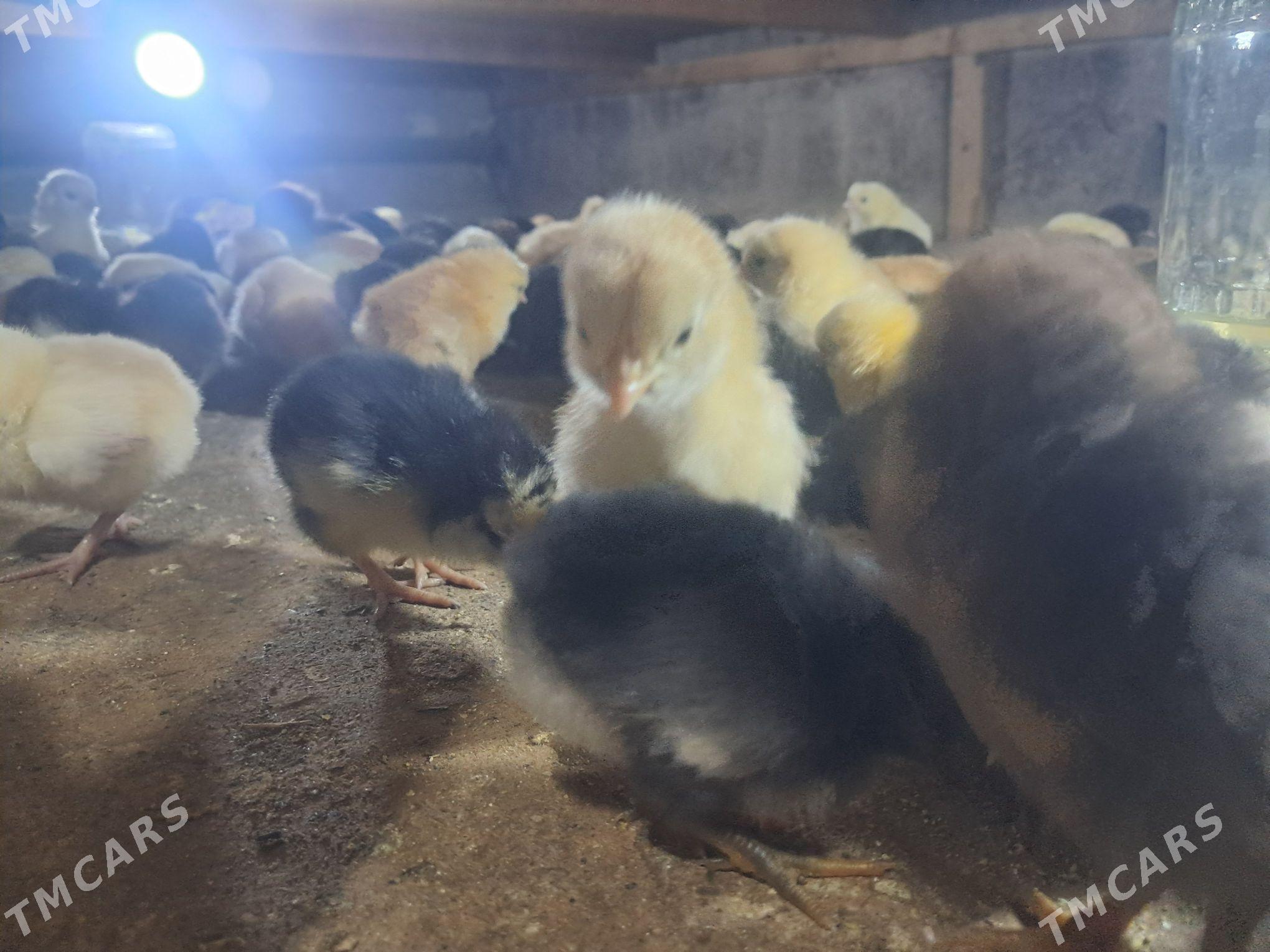 jüýje - Кёнеургенч - img 1