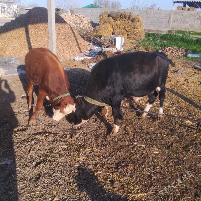 2sany ökiz - Гёкдепе - img 1